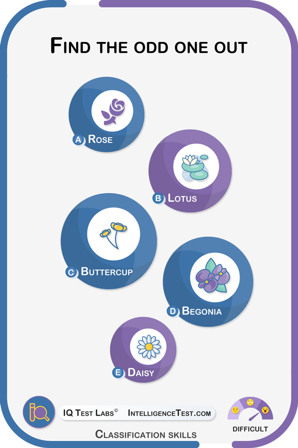 Find the odd one out: rose, lotus, buttercup, begonia, daisy.