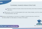 Learning changes brain structure